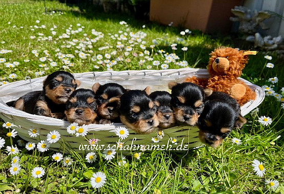 Puppies April (1)